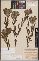 Foto von Salix cinerea L.
